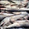wholesale swordfish in norway
