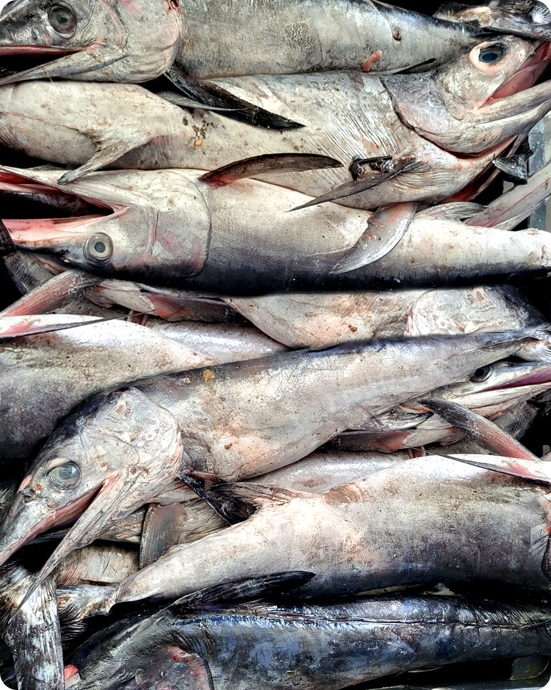 wholesale swordfish in norway