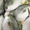Wholesale silver pomfret fish in Norway