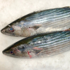 Wholesale Bonito fish