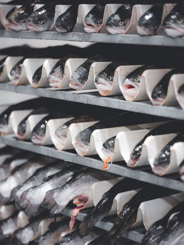 Wholesale fish for sale in norway