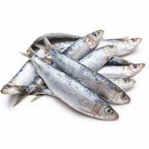 Wholesale Katti Fish In Norway