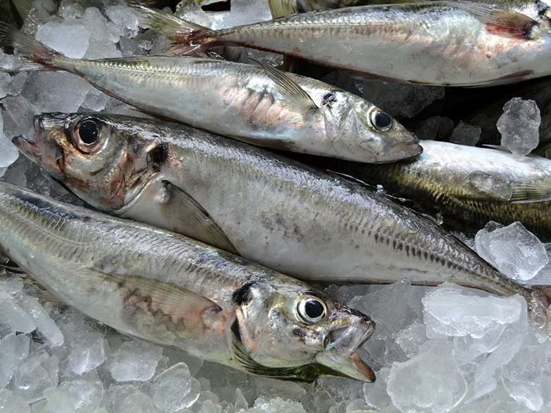 Wholesale Horse Mackerel Fish In Norway