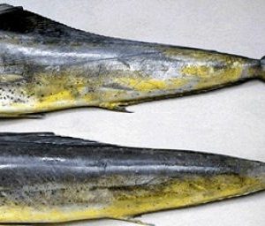 Wholesale Mahi Mahi Fish In Norway