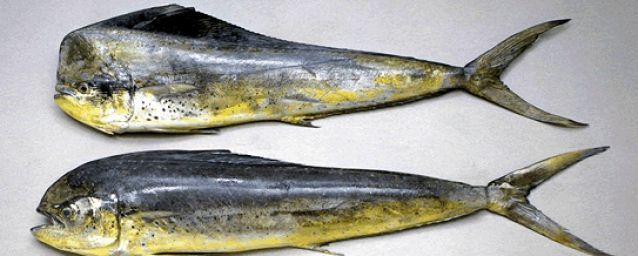 Wholesale Mahi Mahi Fish In Norway