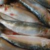 wholesale sardine fish in norway
