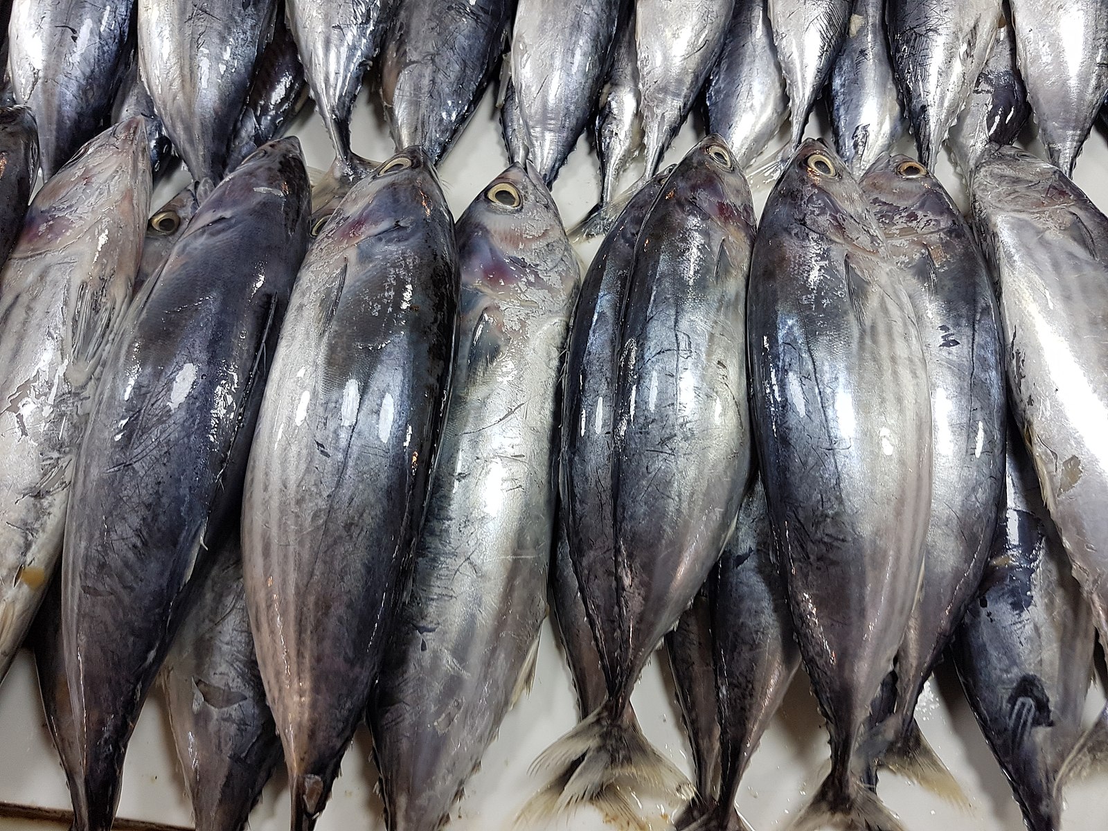 Wholesale fish in norway