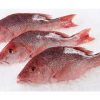 Red Snapper Fish