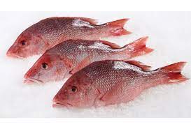 Red Snapper Fish